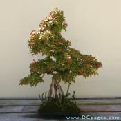 Trident Maple, Acer buergeranium, Age Unknown, Donated by Stanley Chinn