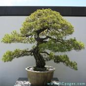 Japanese Red Pine, Pinus densiflora, In training since 1795, Donated by the Imperial Household of Japan. 