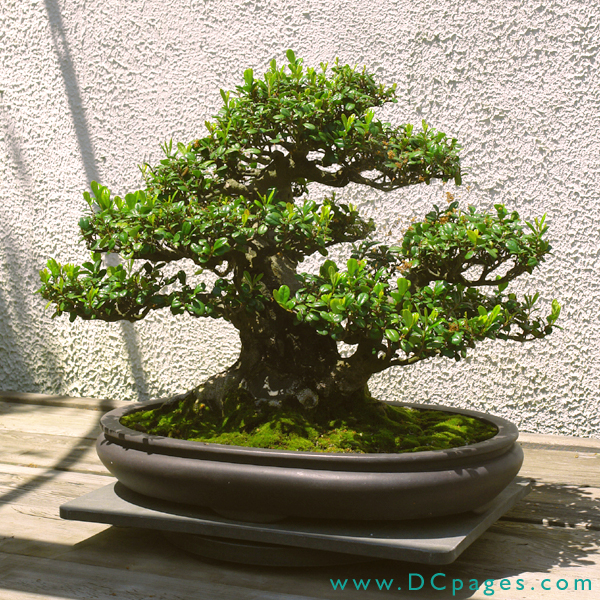 Eurya emarginata , In training since 1970, Donated by
Susumu Nakamura.
