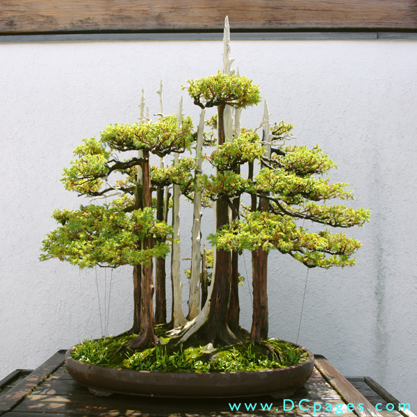 John Naka Bonsai