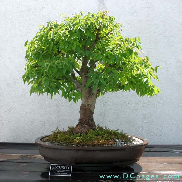 Japanese Elm, Zelkova serrata, In training since 1965, Donated by Yuji Yoshimura.