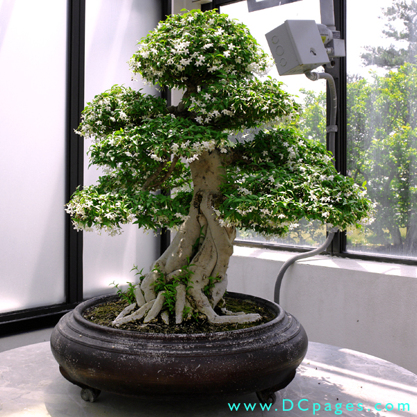 Informal upright bonsai.