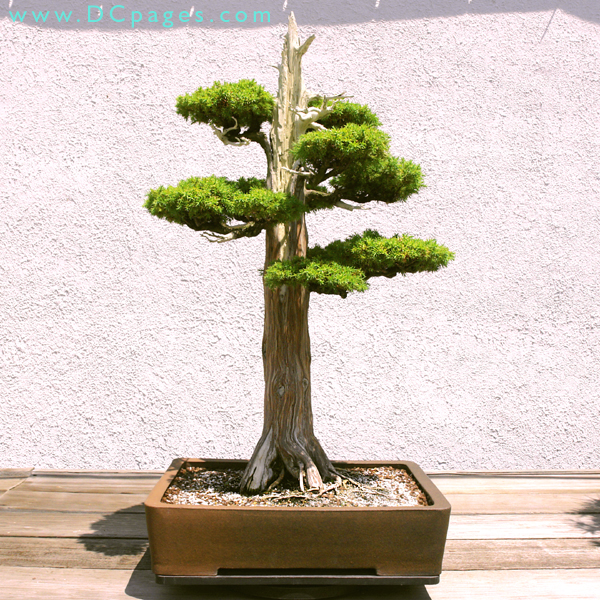 Formal upright bonsai.