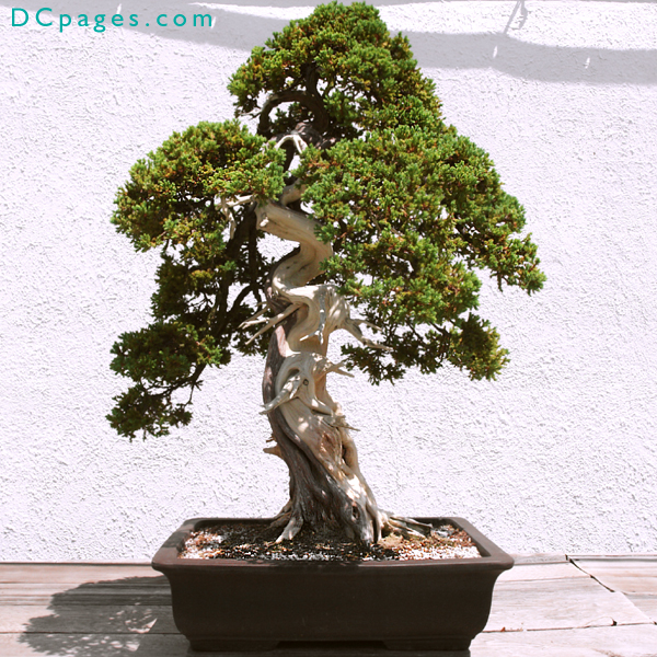 Informal upright bonsai.