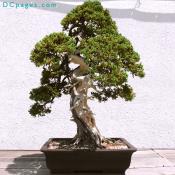 Informal upright bonsai.