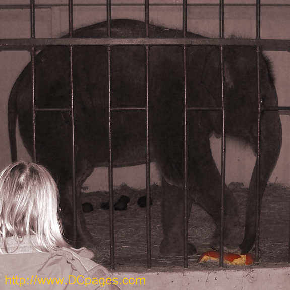 This elephant is having fun smashing a pumpkin.