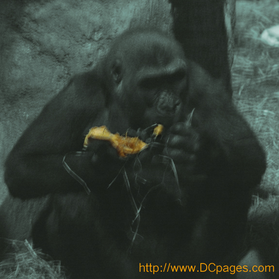 Mmmmm. Nothing better than flavoring pumpkins with a little straw. Tasty!!