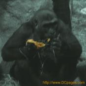 Mmmmm. Nothing better than flavoring pumpkins with a little straw. Tasty!!