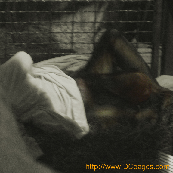 This orangutan was having fun pretending he was a ghost.