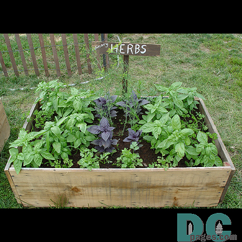 A herb garden provides natural rememedies for common ailments, as well as seasoning in food.