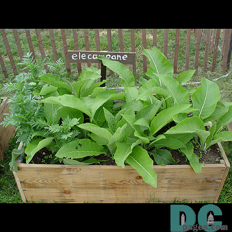 A herb box of Elecampane.