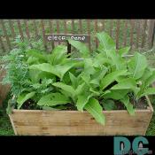 A herb box of Elecampane.