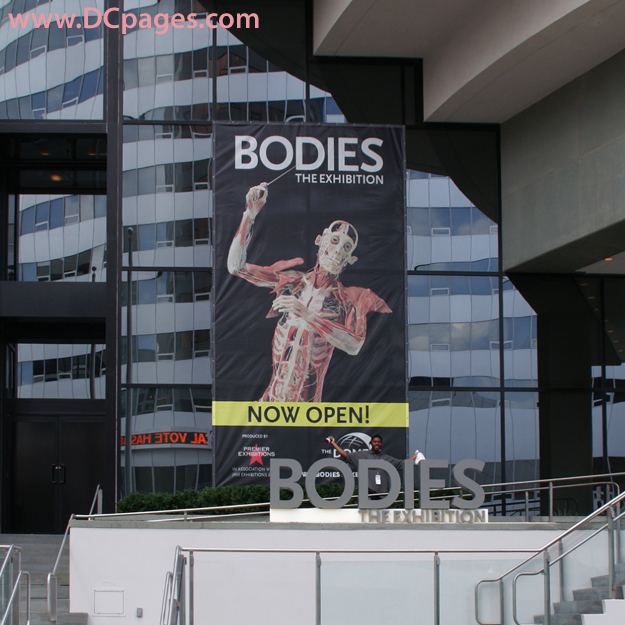 Located in the Rosslyn Dome, BODIESThe Exhibition features 20 body specimens, 260 organs and partial body specimens, which provide a closer look at the skeletal, muscular, circulatory and respiratory systems.