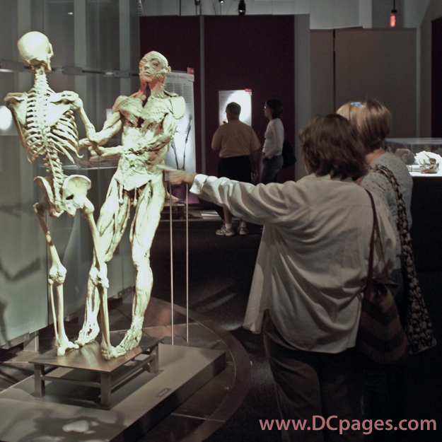 As Dr. Ray Glover, chief medical director for BODIES  The Exhibition states, Seeing promotes understanding, and understanding promotes the most practical kind of body education possible.