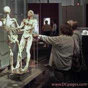 As Dr. Ray Glover, chief medical director for BODIES  The Exhibition states, Seeing promotes understanding, and understanding promotes the most practical kind of body education possible.