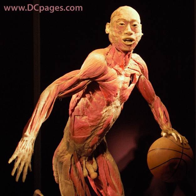 Idealized models have been used for many years to teach about the body. However they dont allow for any variation in structure and variation  which is one of the most
important things to see how bodies are made up and different.