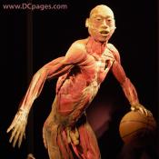 Idealized models have been used for many years to teach about the body. However they dont allow for any variation in structure and variation  which is one of the most
important things to see how bodies are made up and different.
