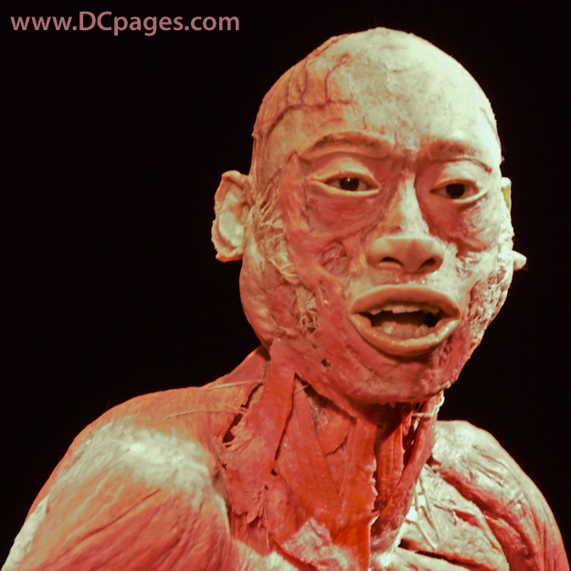 This specimen demystifies the nature of who we really are. Look at the complex facial muscle attachment and layering.