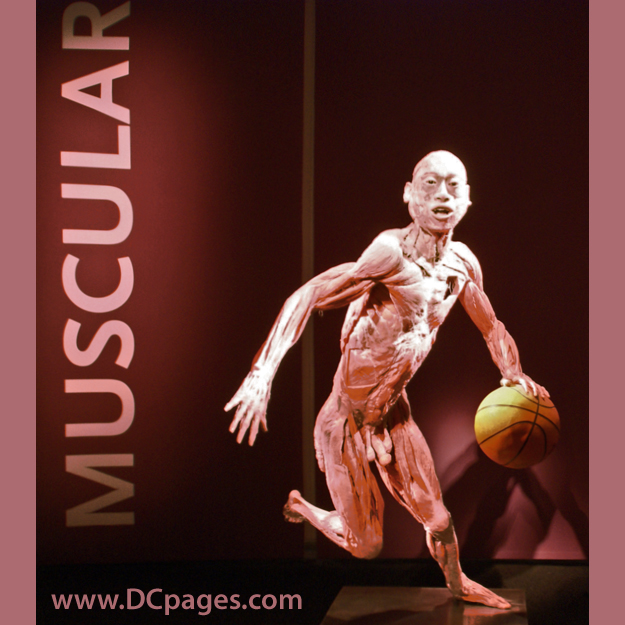 More than a work of art, this specimen allows to view the the muscular system in motion.