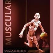 More than a work of art, this specimen allows to view the the muscular system in motion.