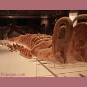 Notice how organs are organized within our bodies.