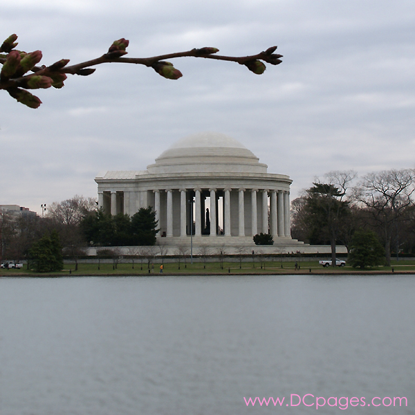 Monday, 9:55 am EST, March 26, 2007, Cherry Blossom View of the Jefferson Memorial. 56° with overcast and light wind. Florets partially Visible