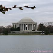Monday, 9:55 am EST, March 26, 2007, Cherry Blossom View of the Jefferson Memorial. 56° with overcast and light wind. Florets partially Visible