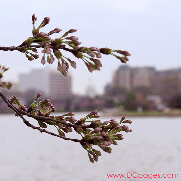 Wednesday, 10:30 am EST, March 28, 2007, Cherry Blossom View of the United States Capitol Building. 65° with overcast and 15 mph wind. Extended Florets on brances. A few trees are starting to bloom around tidal basin.