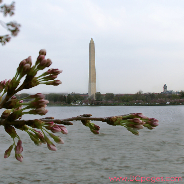 Wednesday, 10:35 am EST, March 28, 2007, Cherry Blossom View of the Washington Monument. 65° and cloudy with 15 mph wind. Extended Florets on brances. A few trees are starting to bloom around tidal basin.
Viewed: 8 times.
