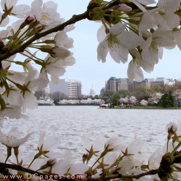 Saturday, 11:00 am EST, March 31, 2007, Cherry Blossom View of the United States Capitol Building. 58° and clear sky with 12 mph wind. First Stage Flower Bloom on most branches.

