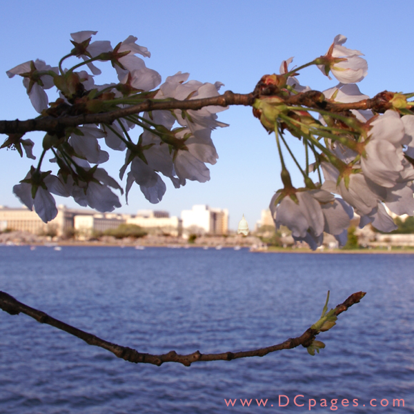 Monday, 6:15 am EST, April 2, 2007, Cherry Blossom View of the U.S Capitol Building. 73° and clear sky with 10 mph wind. Blossoms near peak. The flowers have been picked off the bottom branch. Please respect the trees.