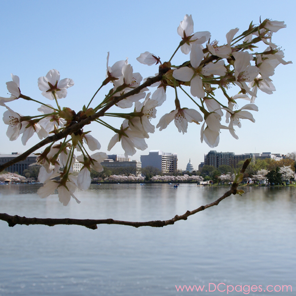 Tuesday, 10:45 am EST, April 3, 2007, Cherry Blossom View of the U.S Capitol Building. 73° and clear sky with 3 mph wind. Blossoms are at peak! Leaves are growing on damaged branch.