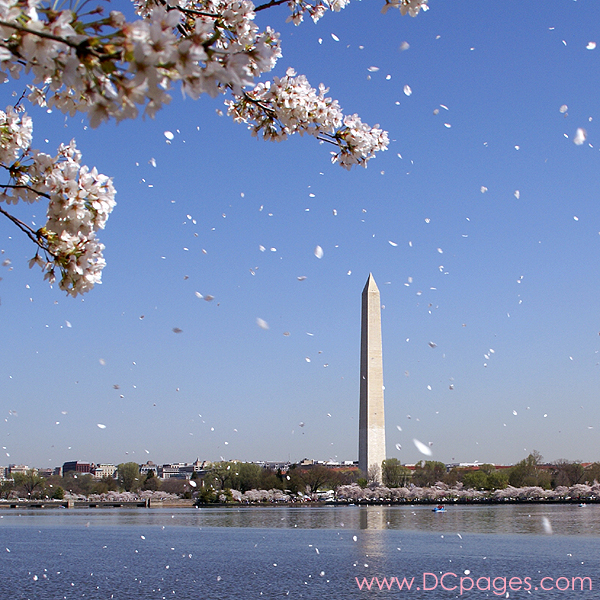 Cherry Blossom Meaning