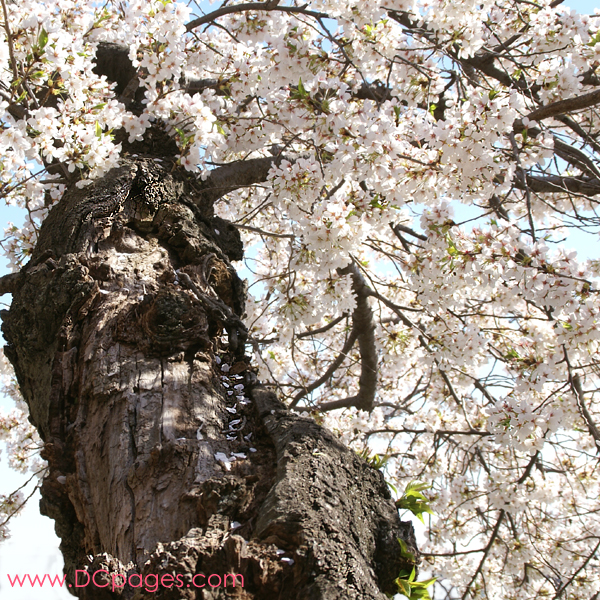 cherry tree blossoming. looming cherry tree.