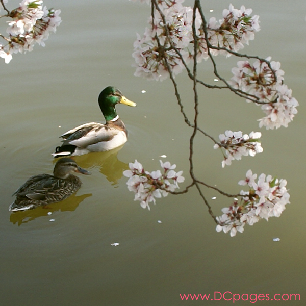 Tuesday, 11:12 am EST, April 3, 2007, 
A duck (female) and drake (male) Mallard
couple floating in the Tidal Basin. These love birds have the best view of the cherry trees.