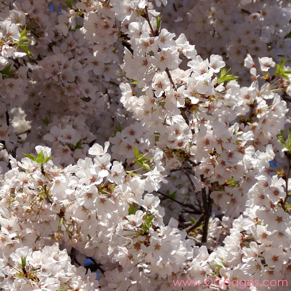 Tuesday, 11:30 am EST, April 3, 2007, the blossoms are magnificent today. I really wish I could take the day off and sit under this tree.