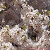 Tuesday, 11:30 am EST, April 3, 2007, the blossoms are magnificent today. I really wish I could take the day off and sit under this tree.