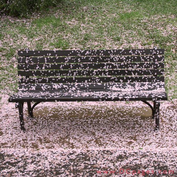 http://www.dcpages.com/gallery/d/99625-3/040407_Park_Bench_Covered_in_Cherry_Blossoms.jpg