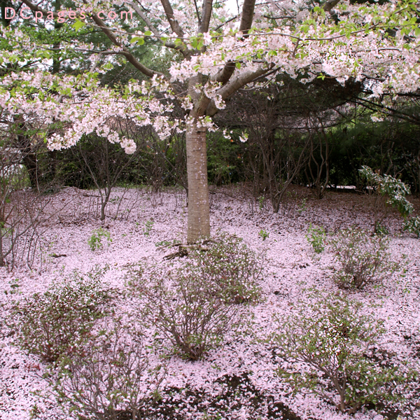 Wednesday, 11:48 am EST, April 4, 2007, blossom flurries with approx. quarter inch accumulation.