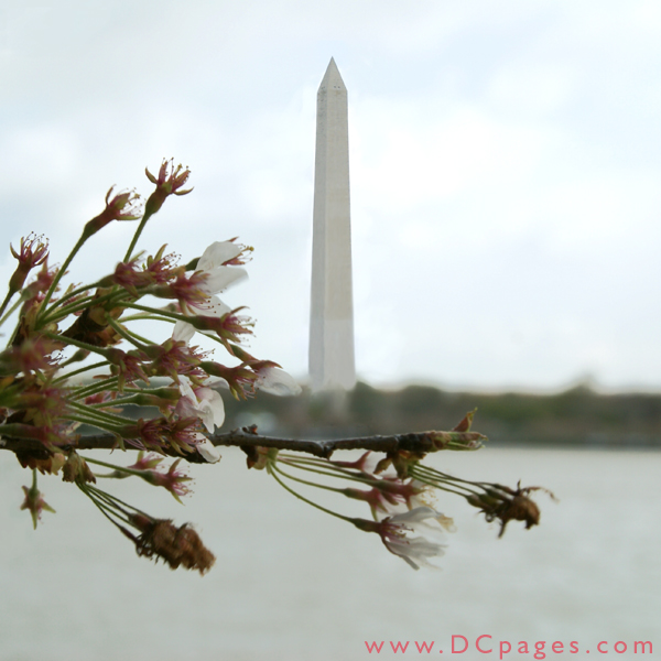 Thursday, 9:32 am EST, Washington Monument. 41° and clear sky with 18 mph wind. Final stage of blossoms. Most trees have lost their blossoms.