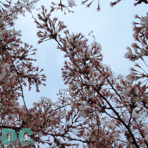 Tuesday, 4:20 pm EST, April 12, 2005, Cherry Blossom tree branch. Chilly. Final Stage of Flower Bloom
