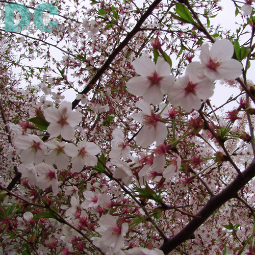 Tuesday, 4:20 pm EST, April 12, 2005, Cherry Blossom tree branch. Chilly. Final Stage of Flower Bloom
