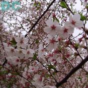 Tuesday, 4:20 pm EST, April 12, 2005, Cherry Blossom tree branch. Chilly. Final Stage of Flower Bloom
