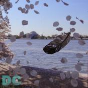 Monday, 9:20 am EST, April 11, 2005, Cherry Blossom petals and feather moving in the wind. Sunny with a crisp breeze. Third Stage of Flower Bloom
