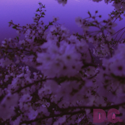 Sunday, 8:30 pm EST, April 10, 2005, Cherry Blossom Flowers. Clear Skies. Third Stage of Flower Bloom