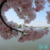 2006 Daily Cherry Blossom Photos