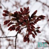 Saturday, 3:30 pm EST, March 25, 2006, Overhead Cherry Blossom View. Scattered showers. Extension of Florets.