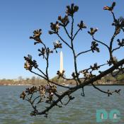Monday, 9:30 am EST, March 27, 2006, Cherry Blossom View of the Washington Monument. Clear Skies and light winds. Extension of Florets.
