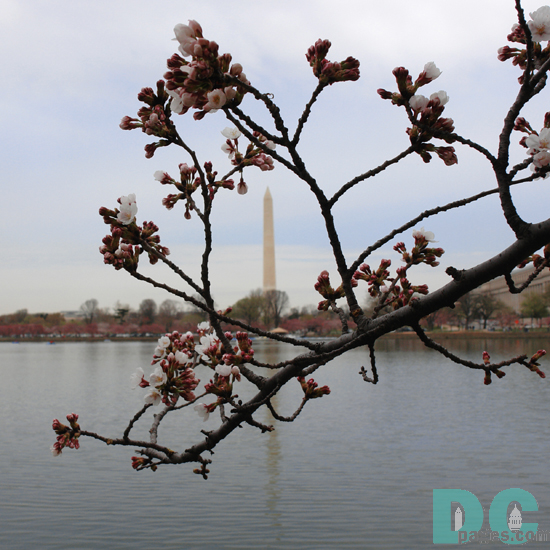 Tuesday, 10:30 am EST, March 28, 2006, Cherry Blossom View of the Washington DC. Calm and brisk. Extension of Florets. Note, top branch was intentionally broken. I tried to repair.