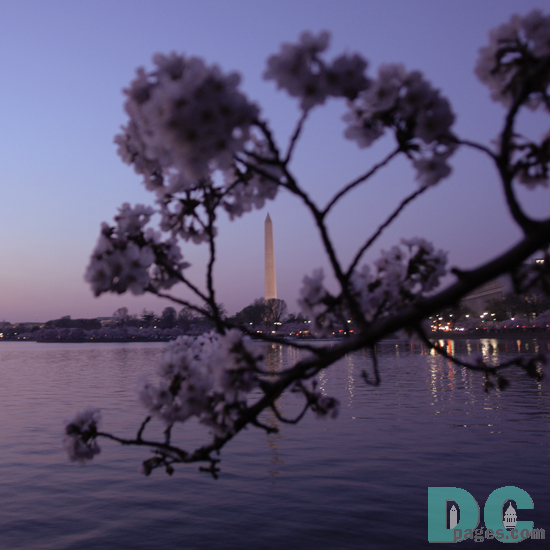 7:45 pm EST, March 30, 2006, Cherry Blossom View of the Washington Monument. Clear skies and perfect temperature of 72 degrees Farenheit. First Stage of Flower Bloom. Broken tree limb is starting to get weaker.
